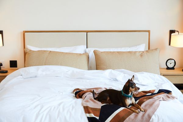 3 Pawsome Pet-Friendly Hotels