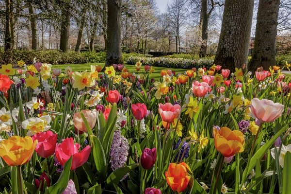 Virtual Vacation: Tour Keukenhof Spring Garden in the Netherlands