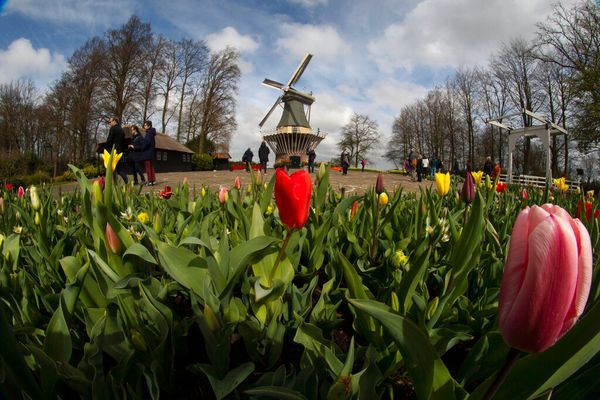 Visitors Tiptoe Through the Tulips in Dutch Virus Test