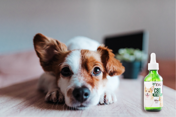 How to Get Pep Back in Your Pup: EVO3 CBD Pet Drops 