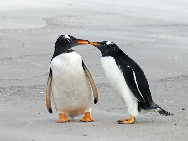 Watch: Two Gay Penguin Pairs at Australian Aquarium this Season