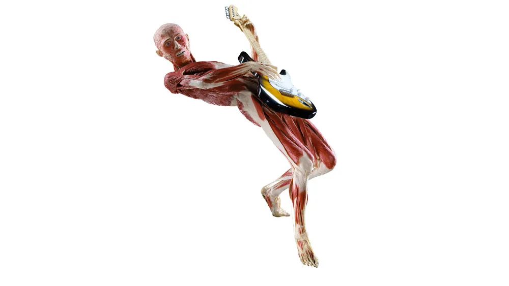 North American Debut of 'BODY WORLDS' Explores Happiness and the Human