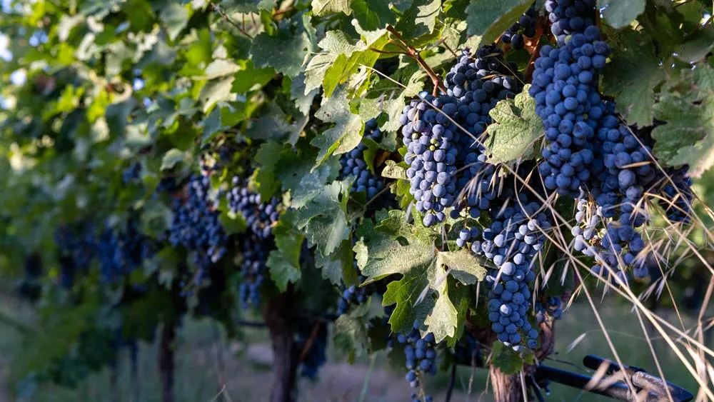 The Toast of San Francisco Visit the Eco Terreno Urban Tasting Room