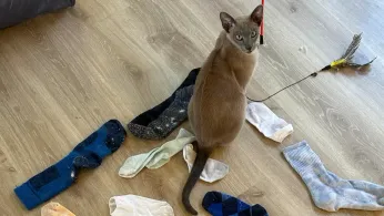 A cat named Leonardo da Pinchy doesn’t want your affection. He wants to steal your underwear