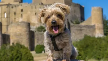 European Castles Roll Out The Red Carpet For Dogs