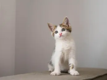 How Cat Genetics Helps Fight Hereditary Diseases and Preserve Rare Breeds