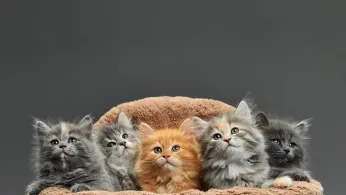 Now Playing in Movie Theaters: 73 Minutes of Cat Videos, for a Good Cause