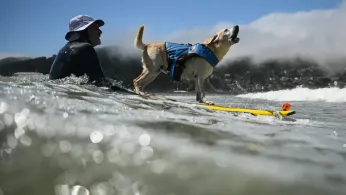 Who's the Top Dog? Wave-Riding Canines Compete in the World Dog Surfing Championships