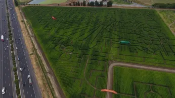 Giant Northern California Corn Maze Lets Visitors Enjoy Getting Lost
