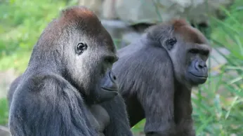 New Study Reveals Ecological and Social Drivers of Same-Sex Sexual Behavior in Non-Human Primates